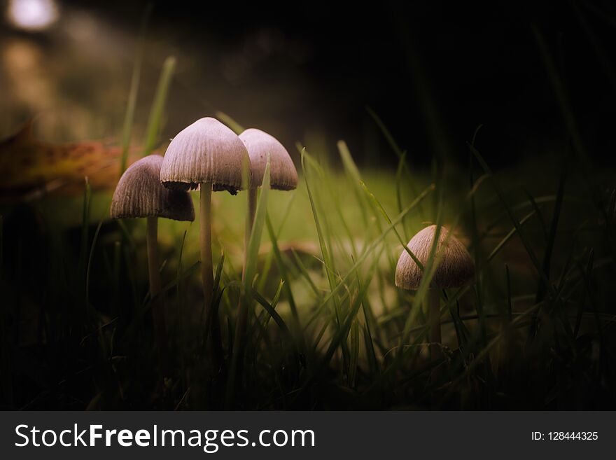 Mushrooms In The Grass In The Morning Light