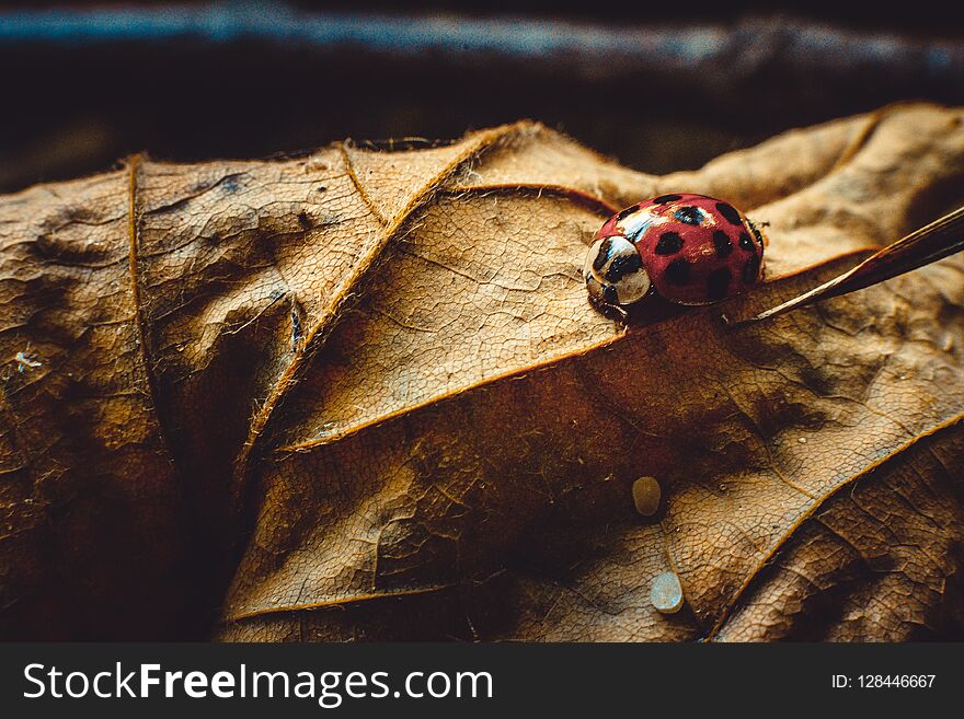 Ladybug sitting on a leaf, close up photo