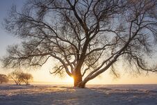 Sunbeams Through Tree On Snowy Meadow At Sunset. Beautiful Winter Scene. Yellow Sunlight. Snowy Trees On Icy Lake Shore Royalty Free Stock Photos