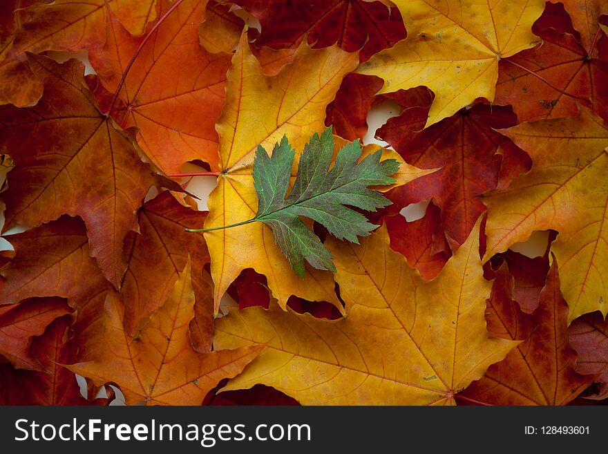 Background of yellow and red autumn maple leaves.