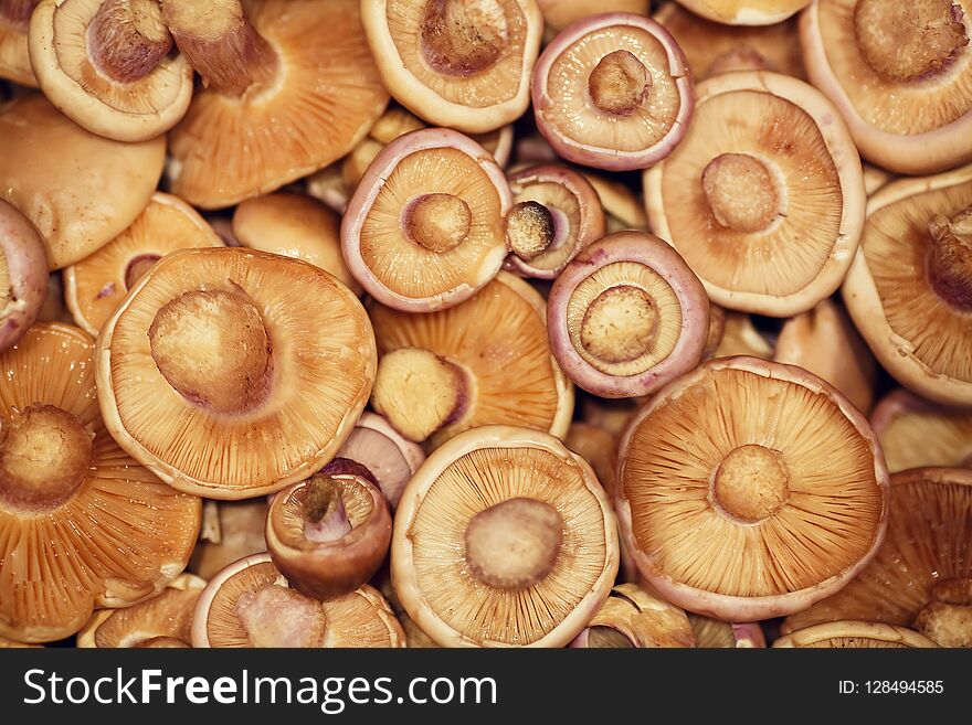 Background of raw fresh mushrooms from above close up