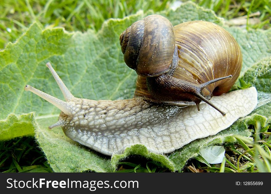 Black snail creep on grey snail, image. Black snail creep on grey snail, image