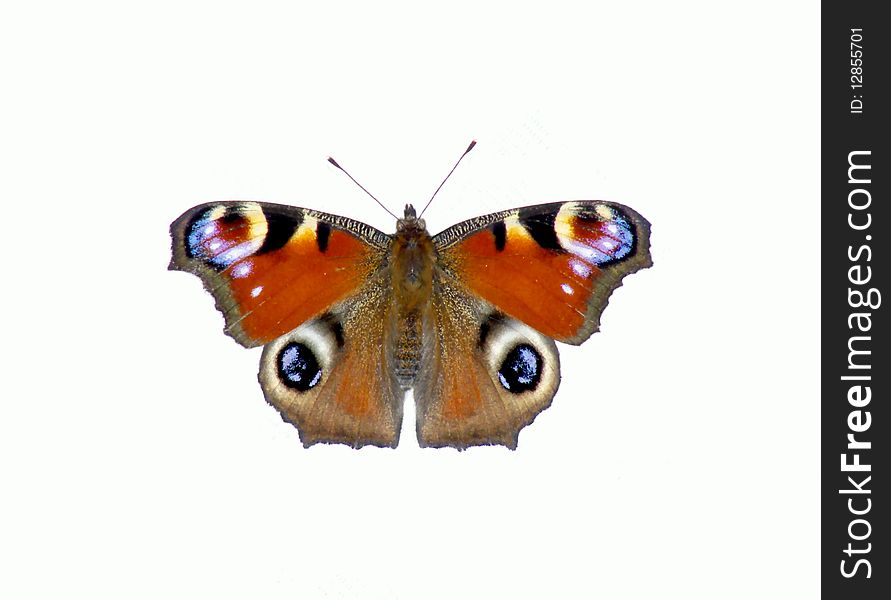 Butterfly Nymphalis io L isolated, image