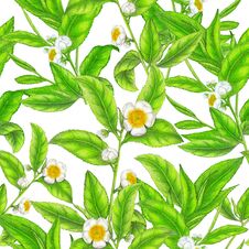 Seamless Pattern Of Hand Drawn Tea Plant Illustration,botanical Pattern Royalty Free Stock Photo