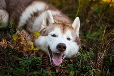 Profile Portrait Of Funny Siberian Husky Dog Lying Is On The Ground In The Fall Forest At Sunset Royalty Free Stock Photography
