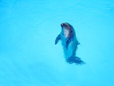 Beautiful Dolphin In The Blue Water. Copy Space. Animals Stock Images