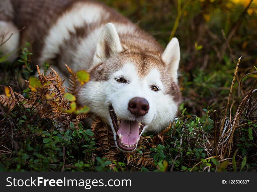 Profile Portrait Of Funny Siberian Husky Dog Lying Is On The Ground In The Fall Forest At Sunset