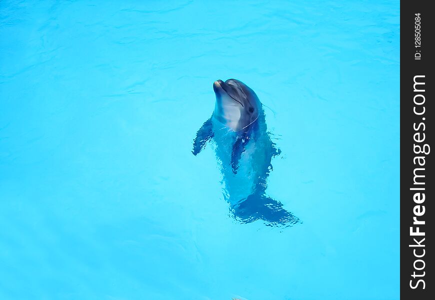 Beautiful Dolphin In The Blue Water. Copy Space. Animals