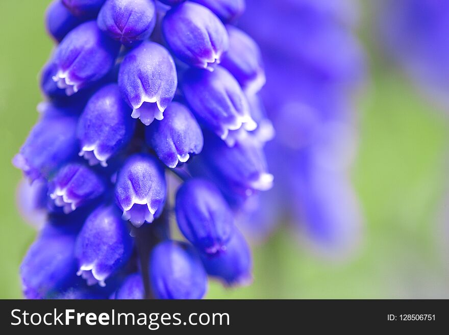 hyacinths bloom in the garden, close-up