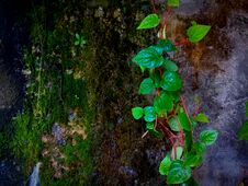 Free High Angle View Of Small Plant Growing On Land Royalty Free Stock Photo - 128520765