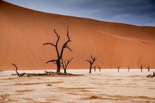 Camel Thorn Trees In Sossusvlei In Namibia Stock Photography Camel Thorn Trees In Sossusvlei In Namibia Stock Photography