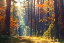 Autumn Forest. Fall Nature. Autumn Picturesque Background. Royalty Free Stock Photo Autumn Forest. Fall Nature. Autumn Picturesque Background. Royalty Free Stock Photo