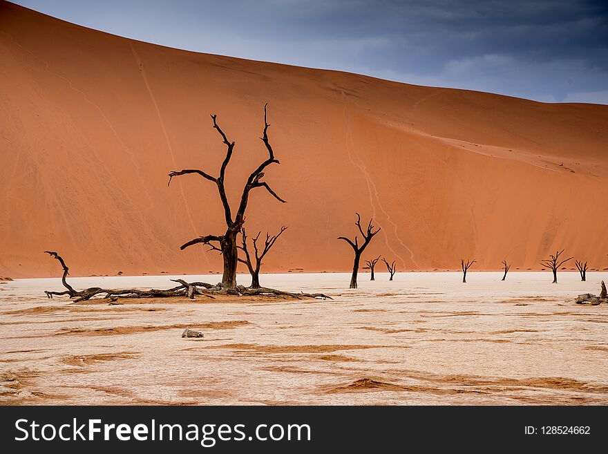 Camel thorn trees in Sossusvlei in Namibia