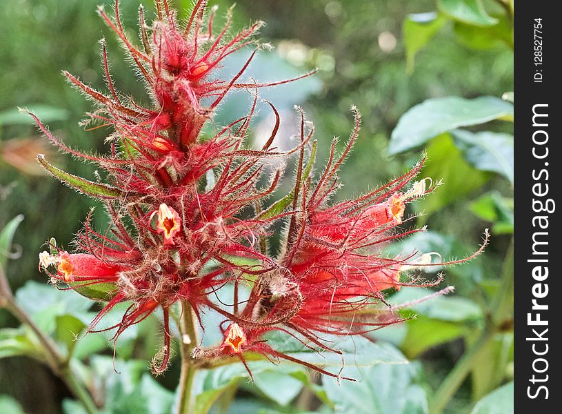 Hairy Red Flower