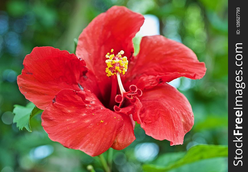 An enormous red flower in Florida. An enormous red flower in Florida