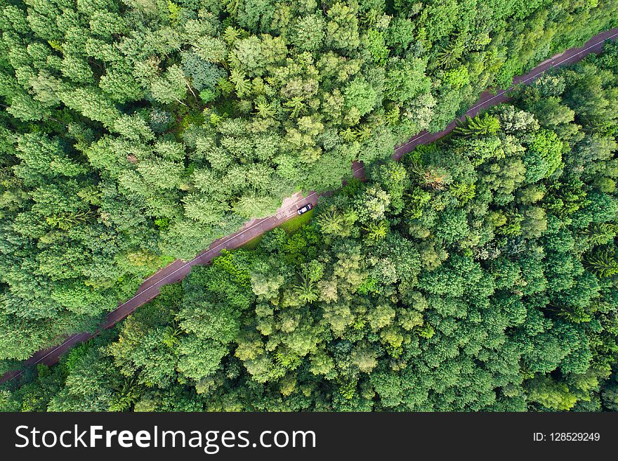 Green forest with road from above. Car moving through forest. Vacation background.