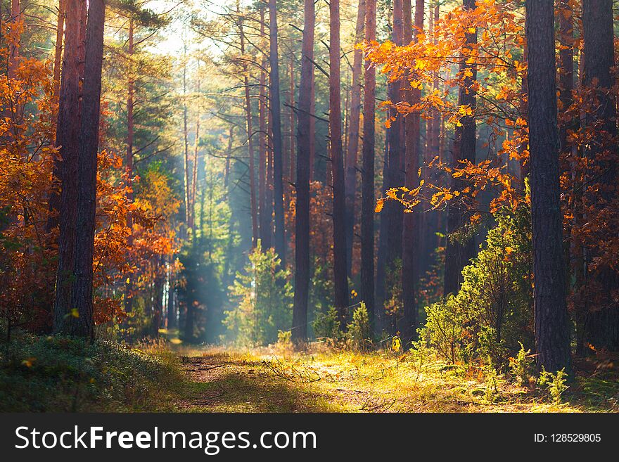 Autumn forest. Fall nature. Autumn picturesque background. Forest with mist and sunlight. Footpath in wood through trees with red orange leaves. Warm autumn day outdoors.