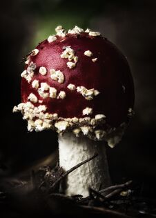 Amanita Muscaria Fly Agaric Red Mushrooms With White Spots In Grass Stock Photography Amanita Muscaria Fly Agaric Red Mushrooms With White Spots In Grass Stock Photography