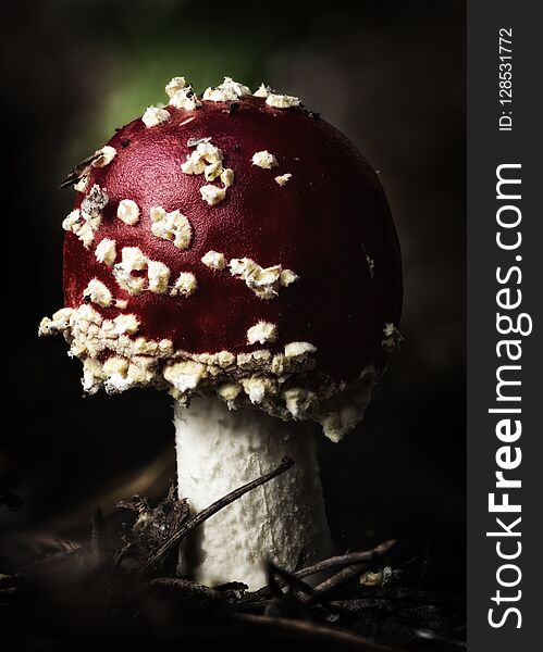 Amanita Muscaria Fly Agaric Red Mushrooms With White Spots In Grass