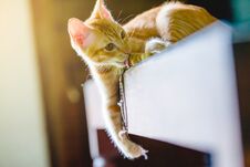 Brown Cat Enjoy On Glass Table. Royalty Free Stock Photos