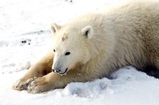 Young Polar Bear Stock Photography