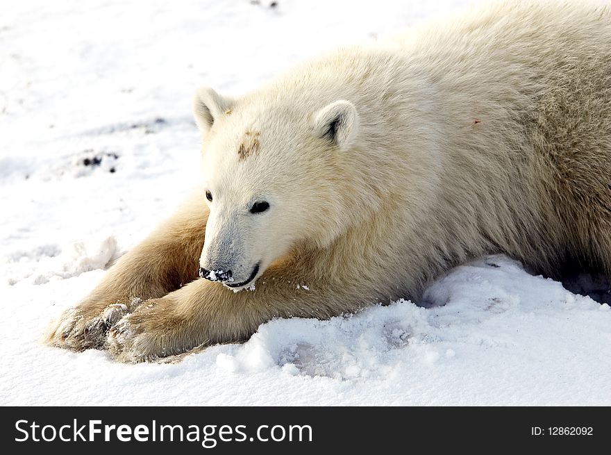 A young polar bear stretched out for a nap