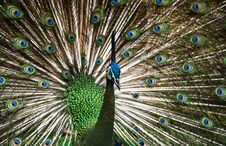 Beautiful Thai Peacock Head Royalty Free Stock Photography