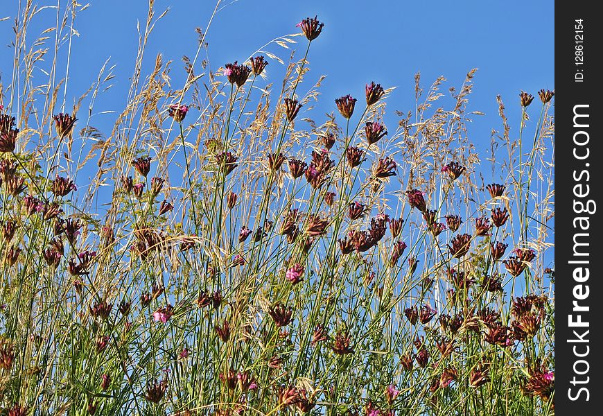 Plant, Flora, Vegetation, Ecosystem