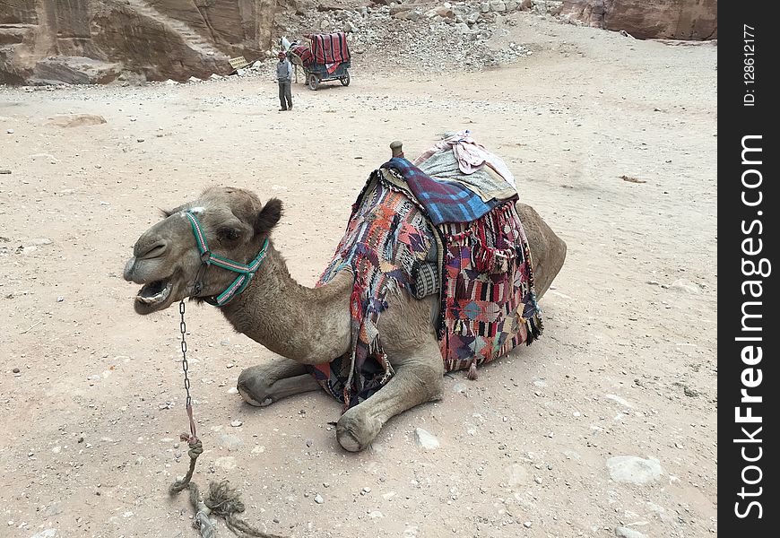 Camel, Camel Like Mammal, Arabian Camel, Mode Of Transport