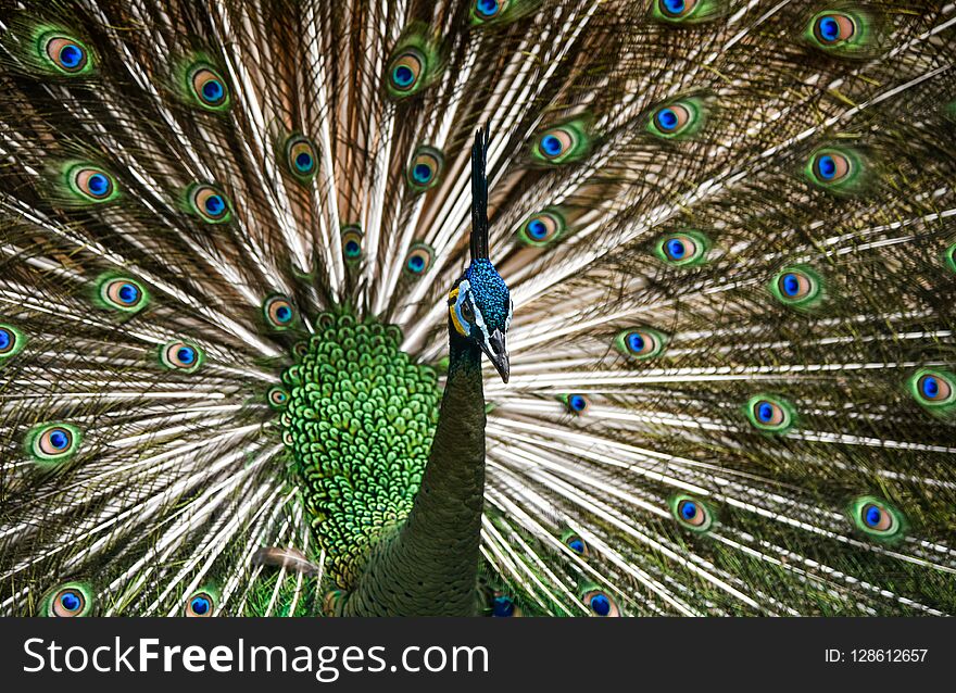 Beautiful Thai Peacock Head