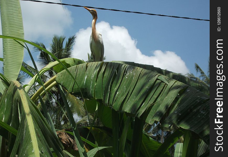 Plant, Leaf, Ecosystem, Vegetation