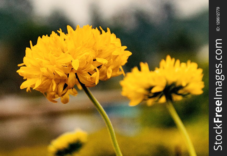 Flower, Yellow, Flora, Dandelion