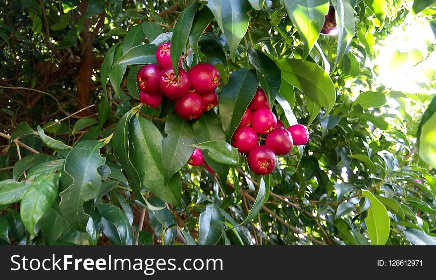 Fruit, Fruit Tree, Plant, Cherry