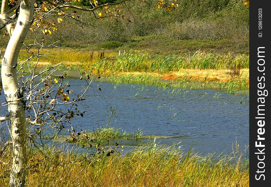 Water, Wetland, Nature Reserve, Ecosystem