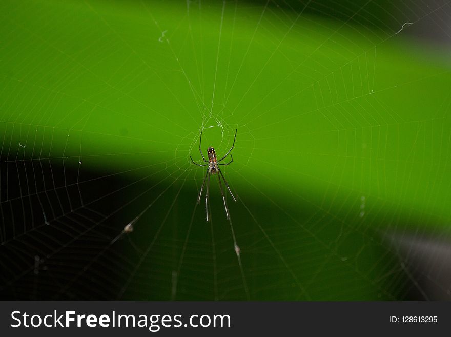 Spider, Invertebrate, Arachnid, Spider Web