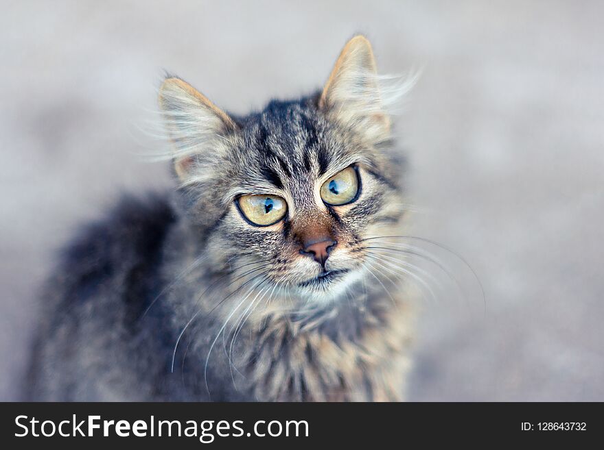 Closeup portrait of a cat with a blurred background shows the em