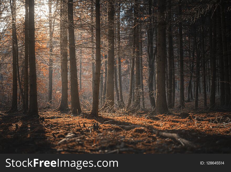 Sunshine through dark forest in autumn