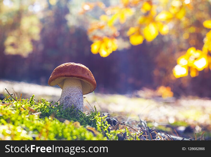 Large leccinum grows in sun rays