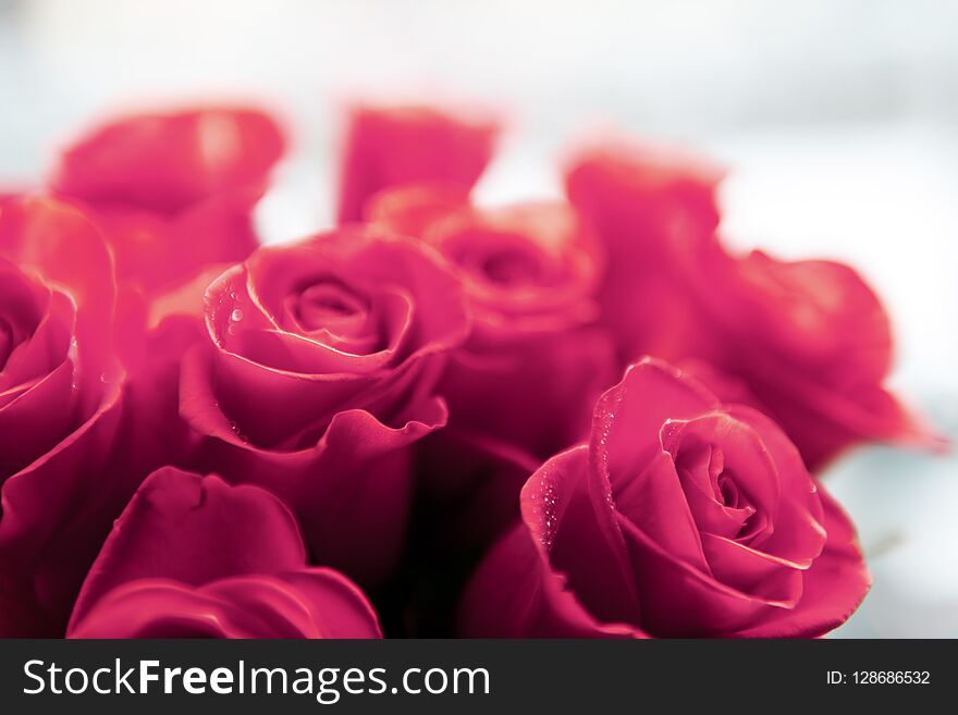 Beautiful Red Roses