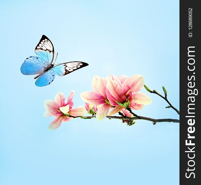 Beautiful butterfly on pink flower magnolia, sky background.