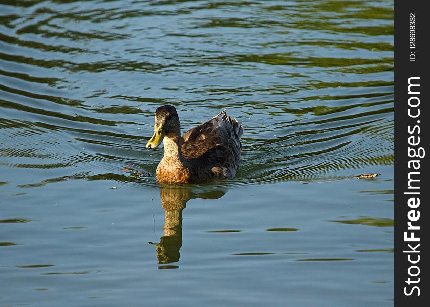 Brown duck sitting on the water. Brown duck sitting on the water