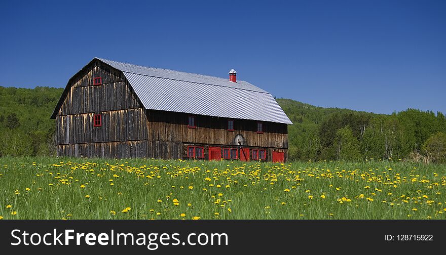 Beautiful Old Barn with Red Doors in a Field of Dandelions Horizontal