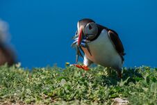 An Atlantic Puffin With A Beak Full Of Sand Eels Stock Photography An Atlantic Puffin With A Beak Full Of Sand Eels Stock Photography