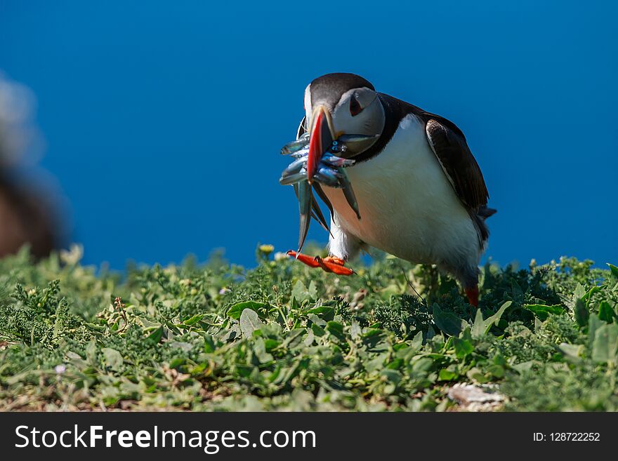 An Atlantic puffin with a beak full of sand eels