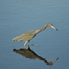 Little Blue Heron Stock Images