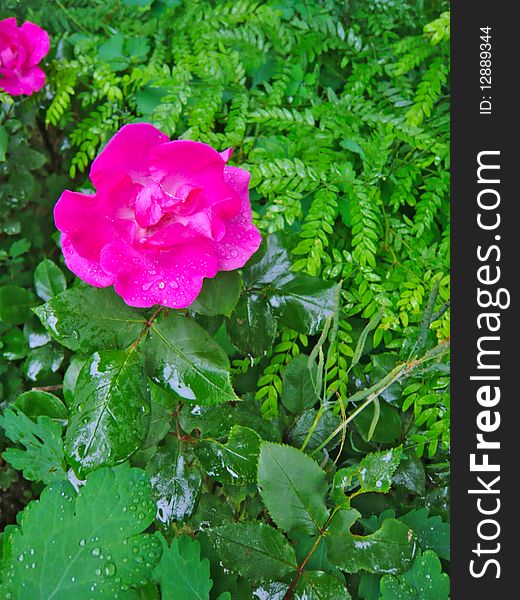 Pink rose with green leaves