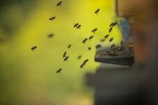 A Flock Of Bees Flying Into Hive Stock Images A Flock Of Bees Flying Into Hive Stock Images