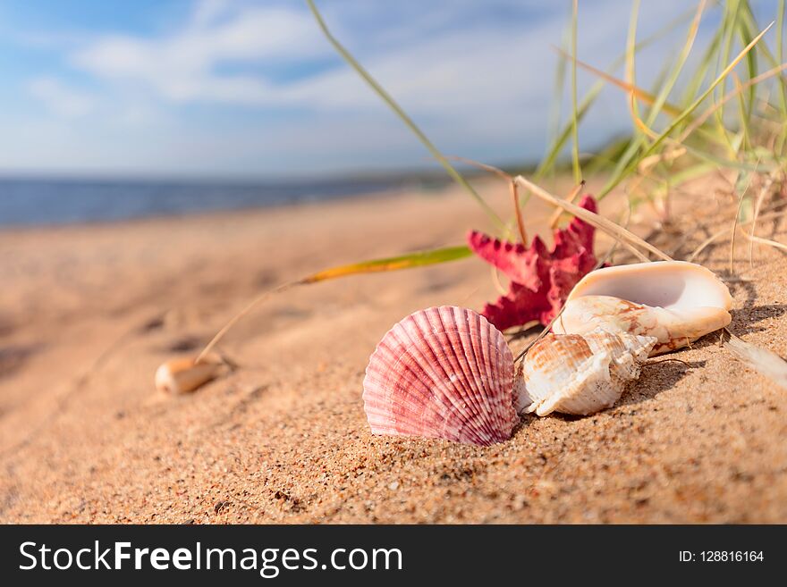 Summer beach in a tropical paradise with a seashell and starfish on golden sand. Wide angle , copy space for your text. Summer beach in a tropical paradise with a seashell and starfish on golden sand. Wide angle , copy space for your text.