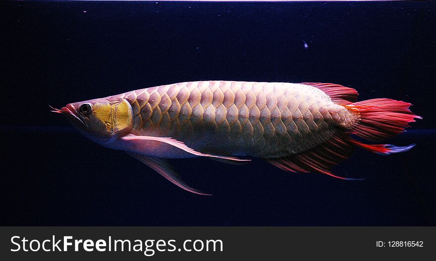 Rare super red Arowana fish Scleropages formosus from Kalimantan. Has fin that is longer than normal super red arowana fish. Rare super red Arowana fish Scleropages formosus from Kalimantan. Has fin that is longer than normal super red arowana fish.