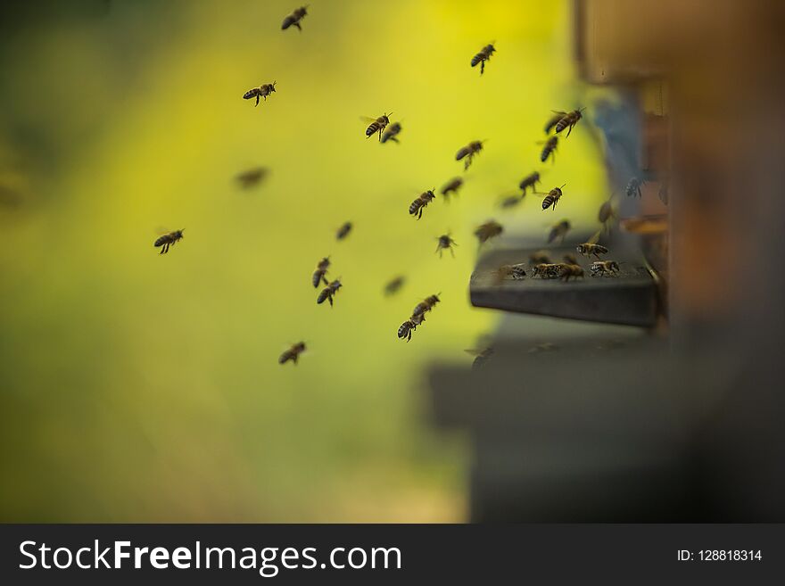 A flock of bees flying into hive, low depth of focus.